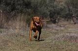 VIZSLA poil court 059